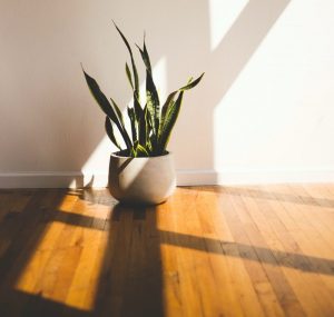 plant on wooden floor