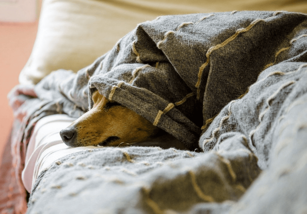 Cozy dog in a room with underfloor heating.